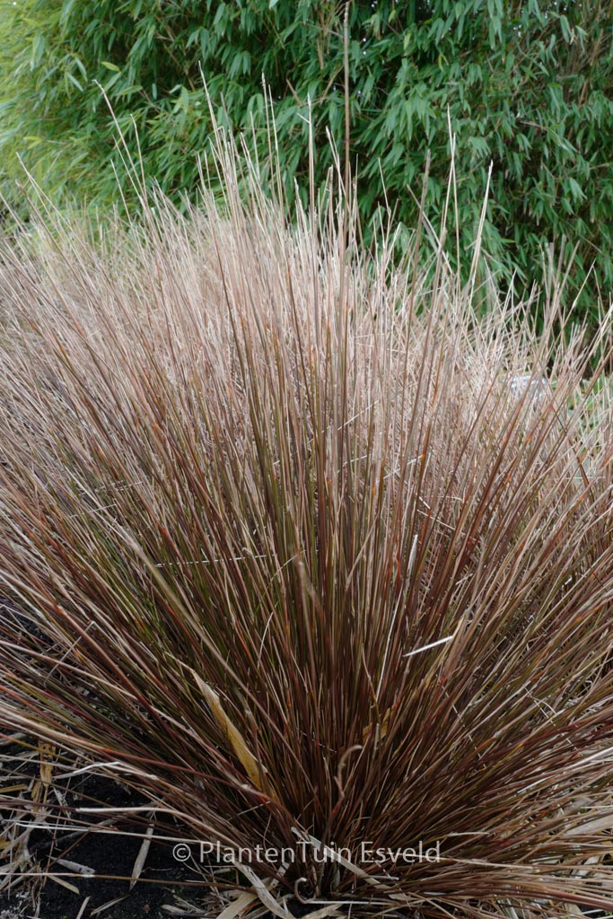 Schoenus pauciflorus