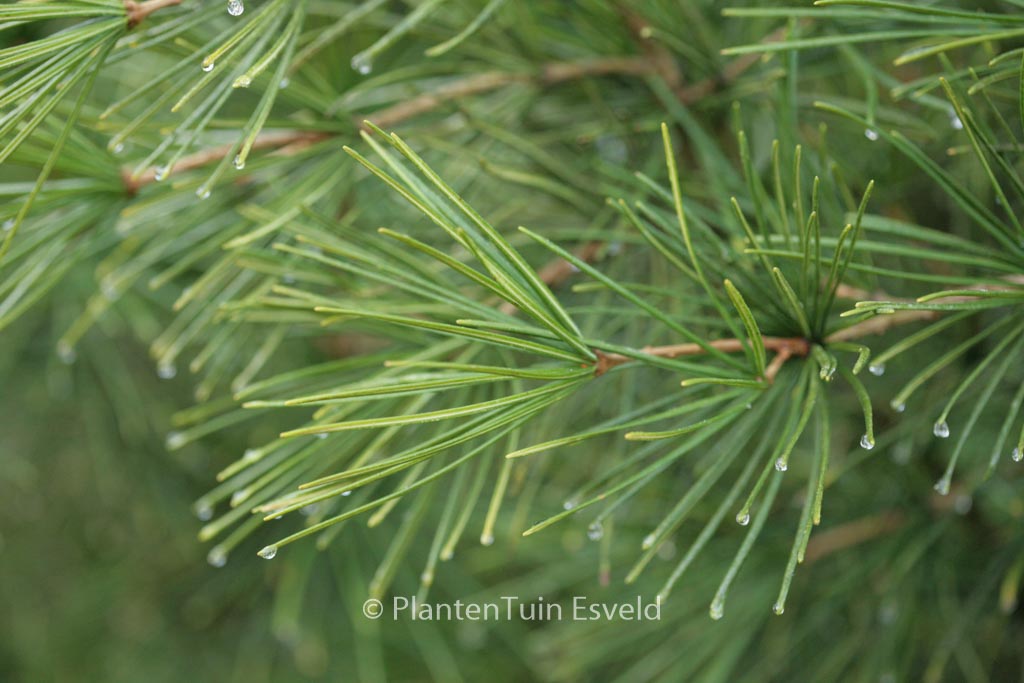 Sciadopitys verticillata