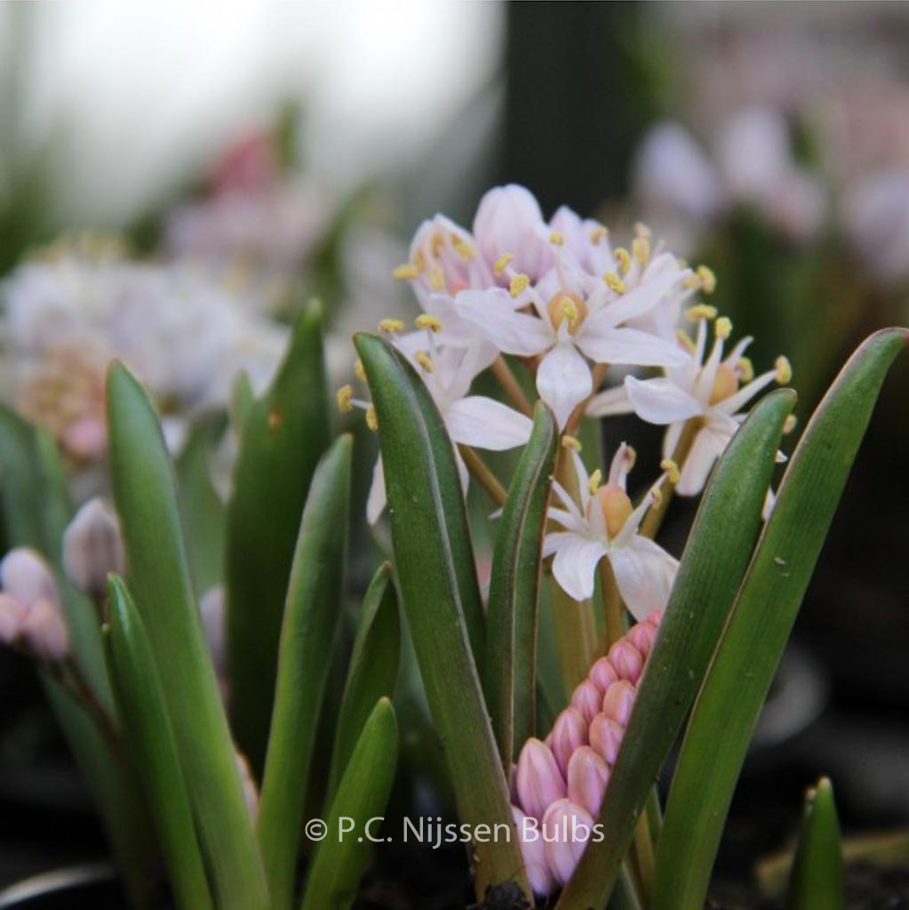 Scilla bifolia ‘Rosea’