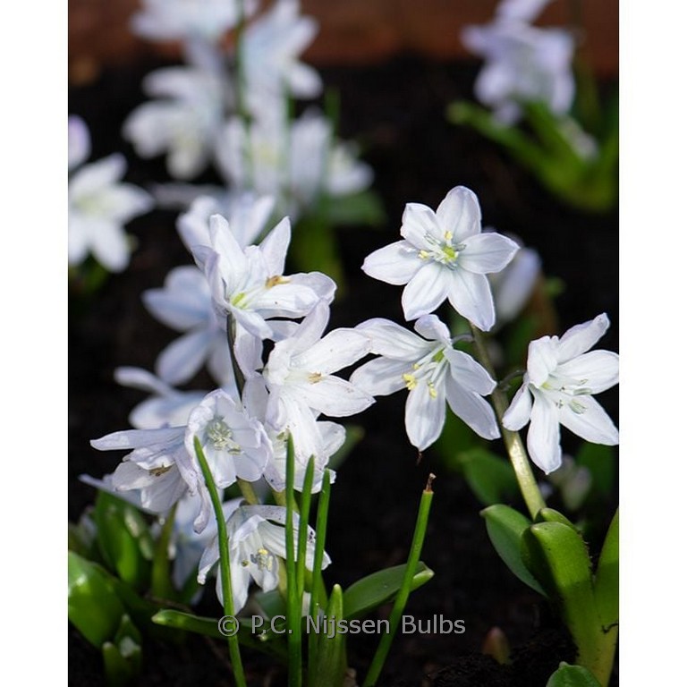 Scilla mischtschenkoana ‘Tubergeniana’