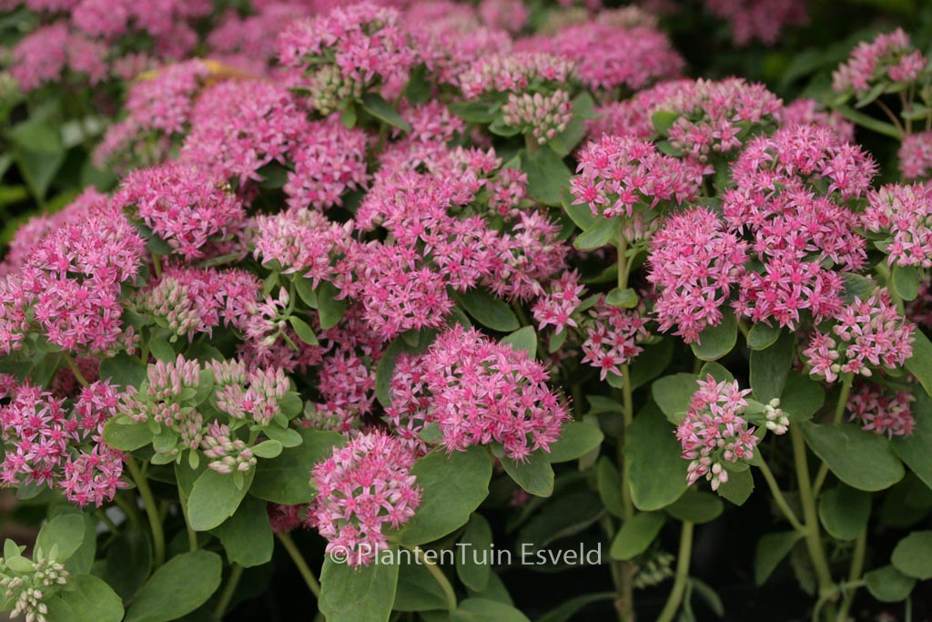 Sedum ‘Carl’