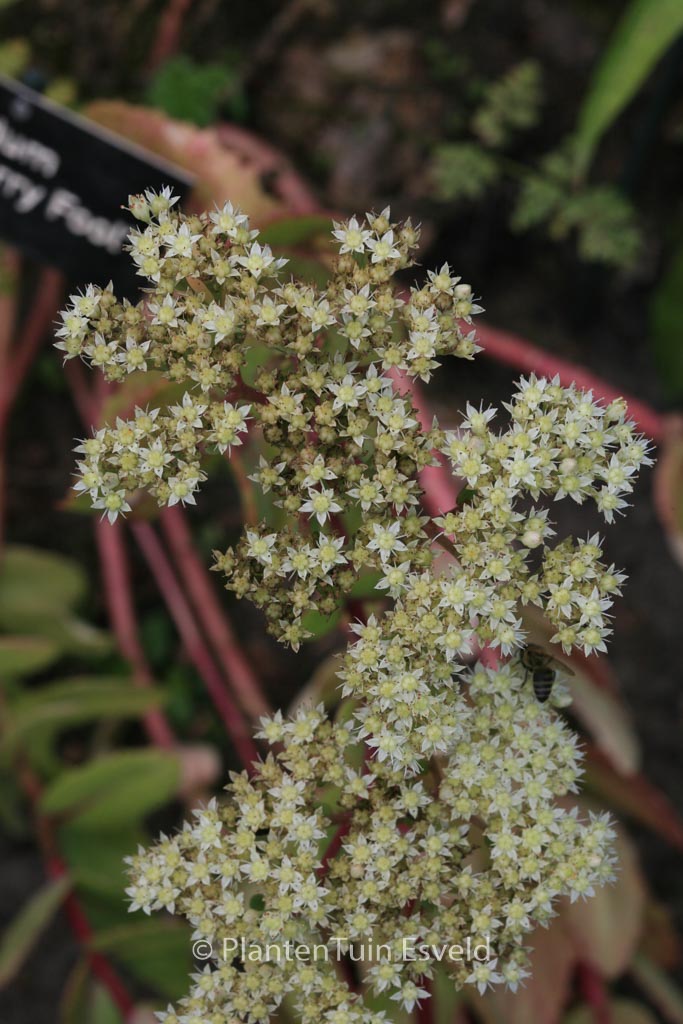 Sedum ‘Gooseberry Fool’