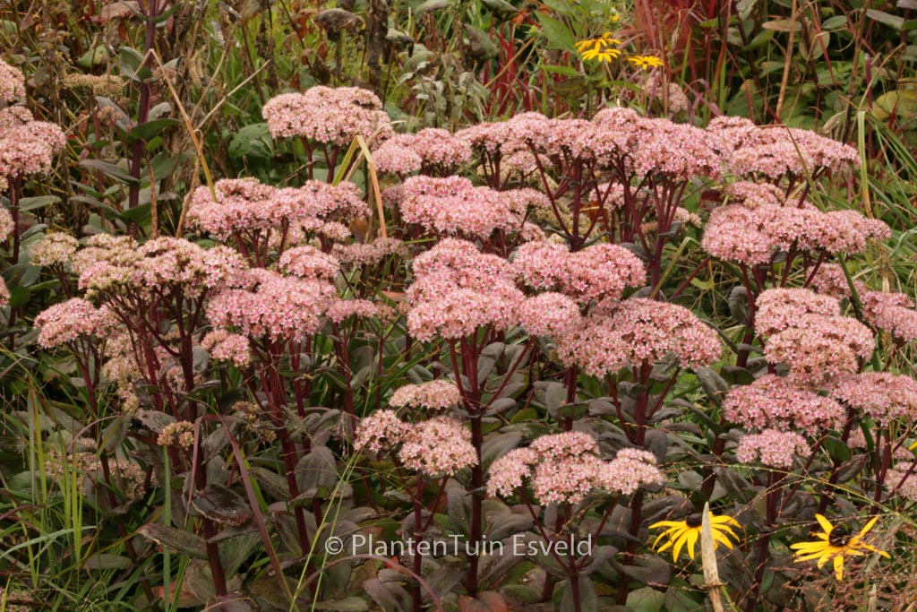 Sedum ‘Matrona’
