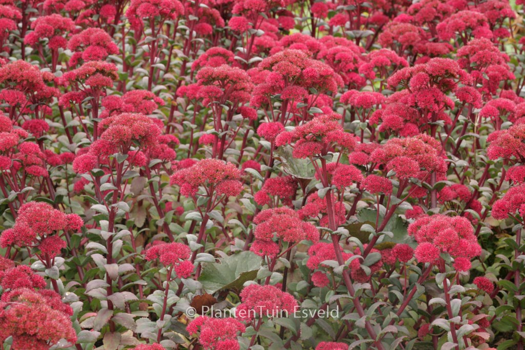 Sedum ‘Red Cauli’