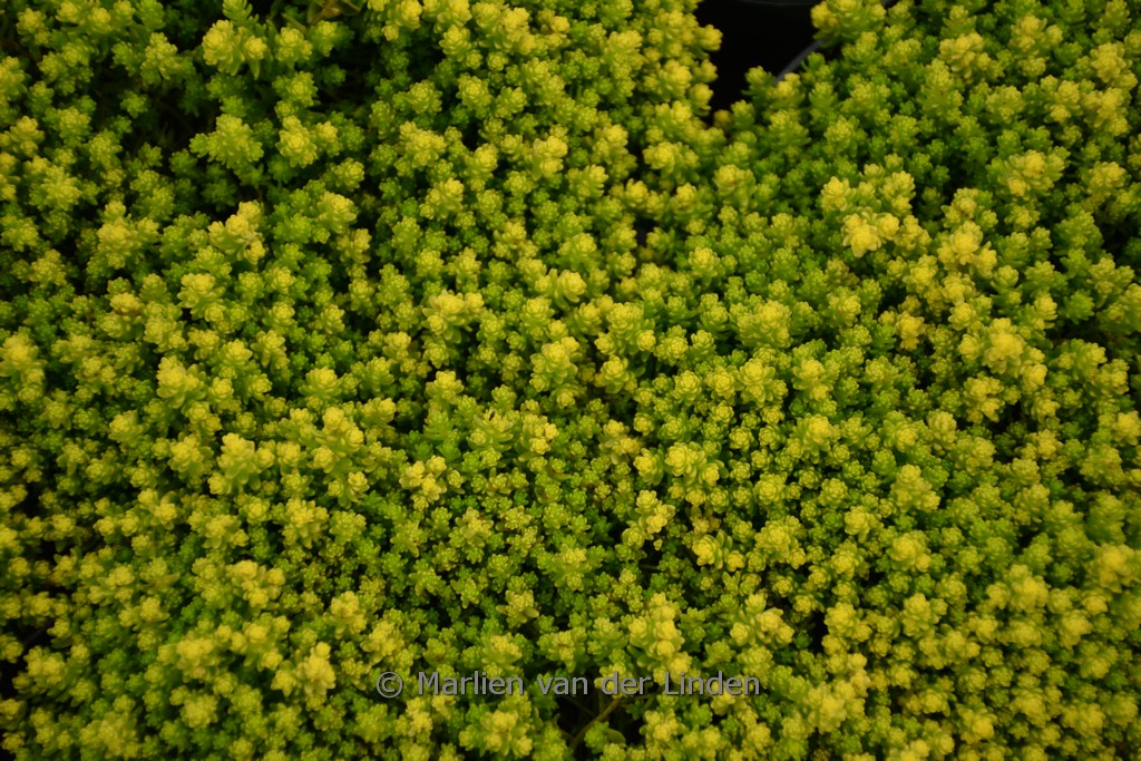 Sedum acre ‘Yellow Queen’