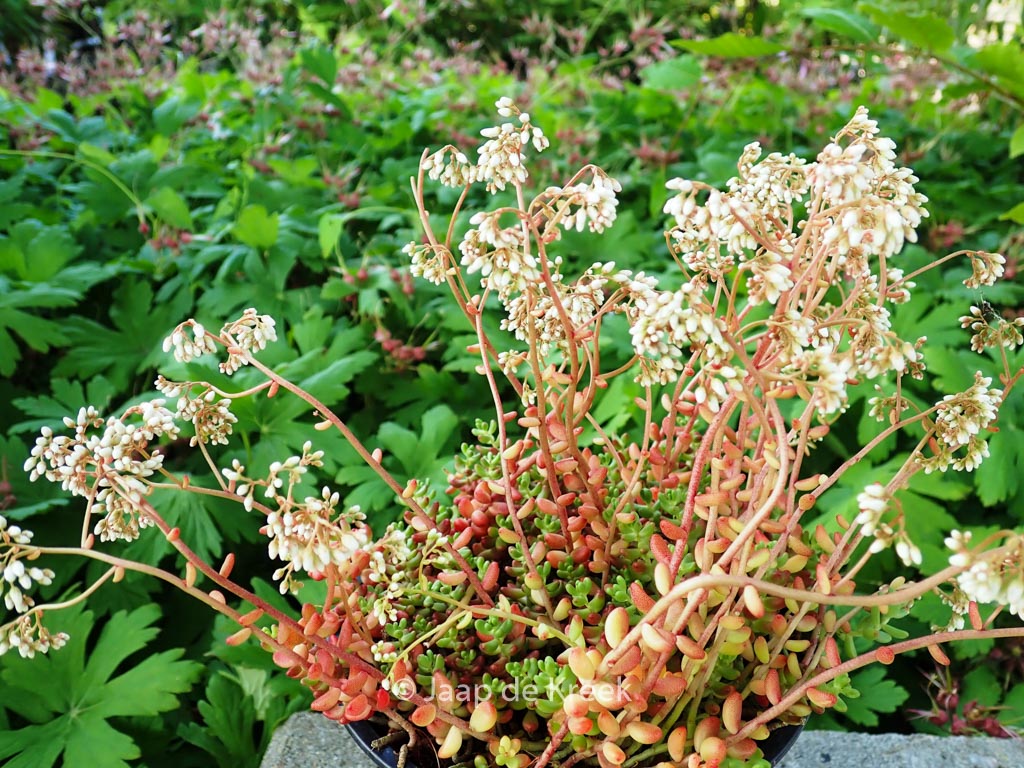 Sedum album ‘Laconicum’