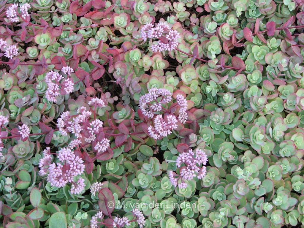Sedum cauticolum ‘Lidakense’