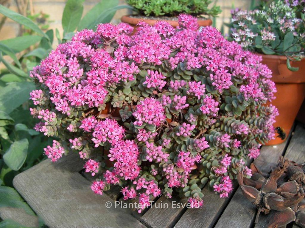 Sedum cyaneum ‘Rosenteppich’