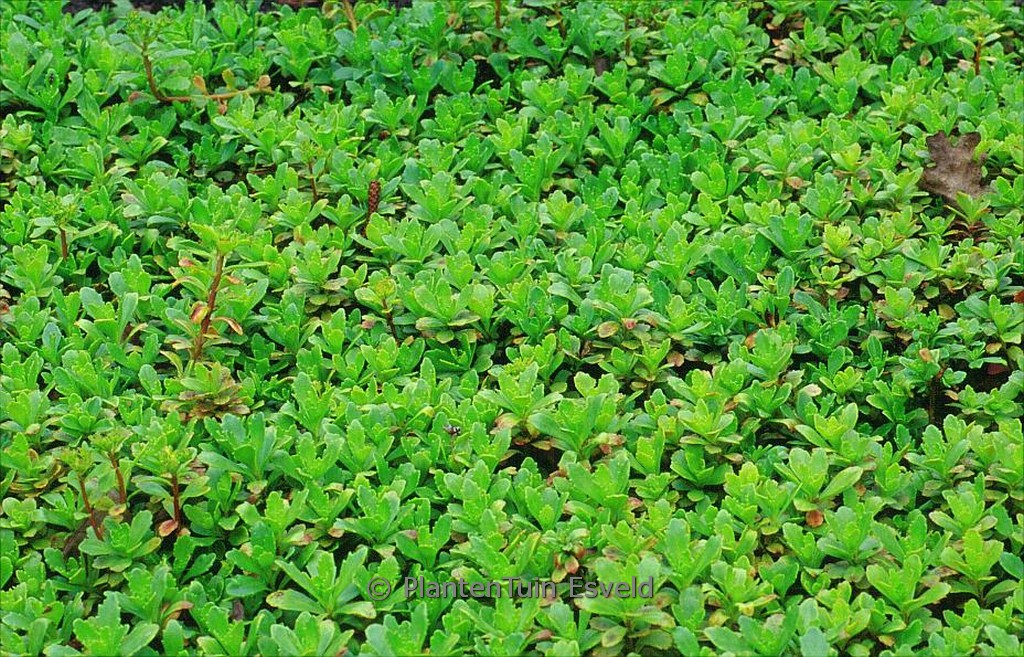 Sedum hybridum ‘Inmmergrünchen’