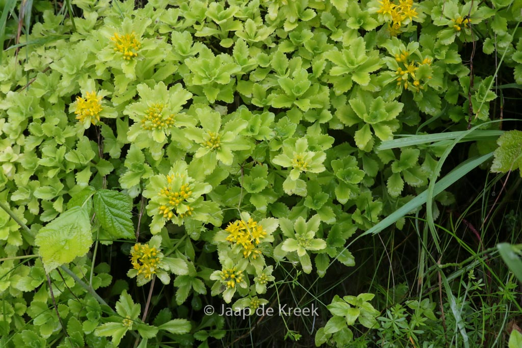 Sedum kamtschaticum