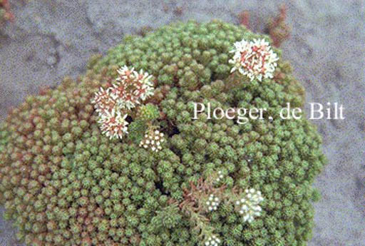 Sedum lydium