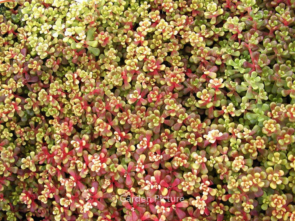 Sedum oreganum