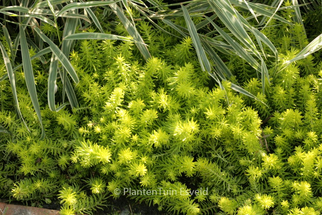 Sedum reflexum ‘Angelina’
