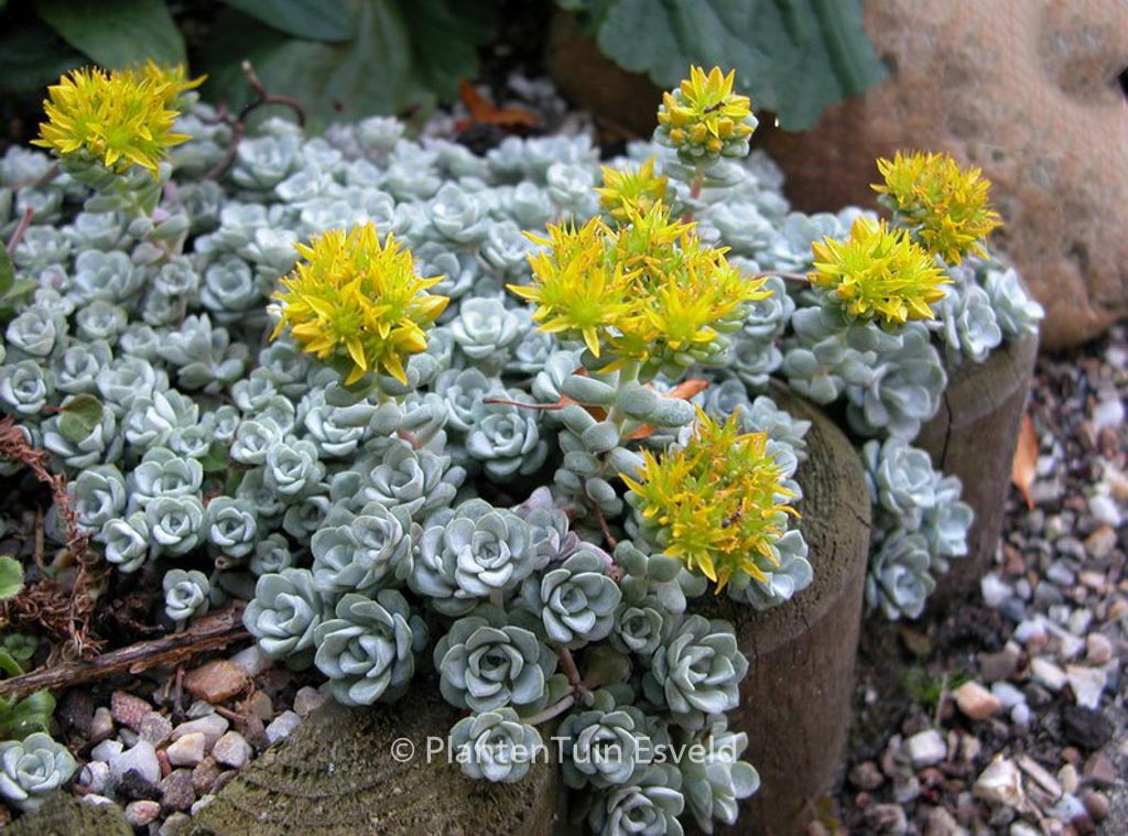 Sedum spathulifolium ‘Cape Blanco’