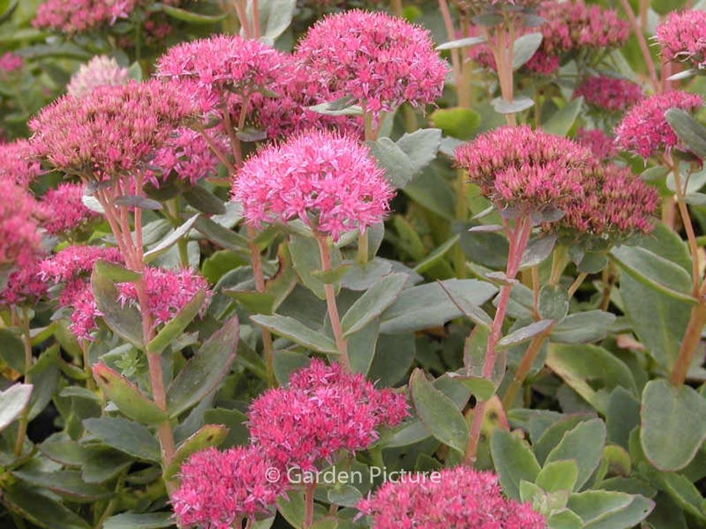 Sedum spectabile ‘Brilliant’
