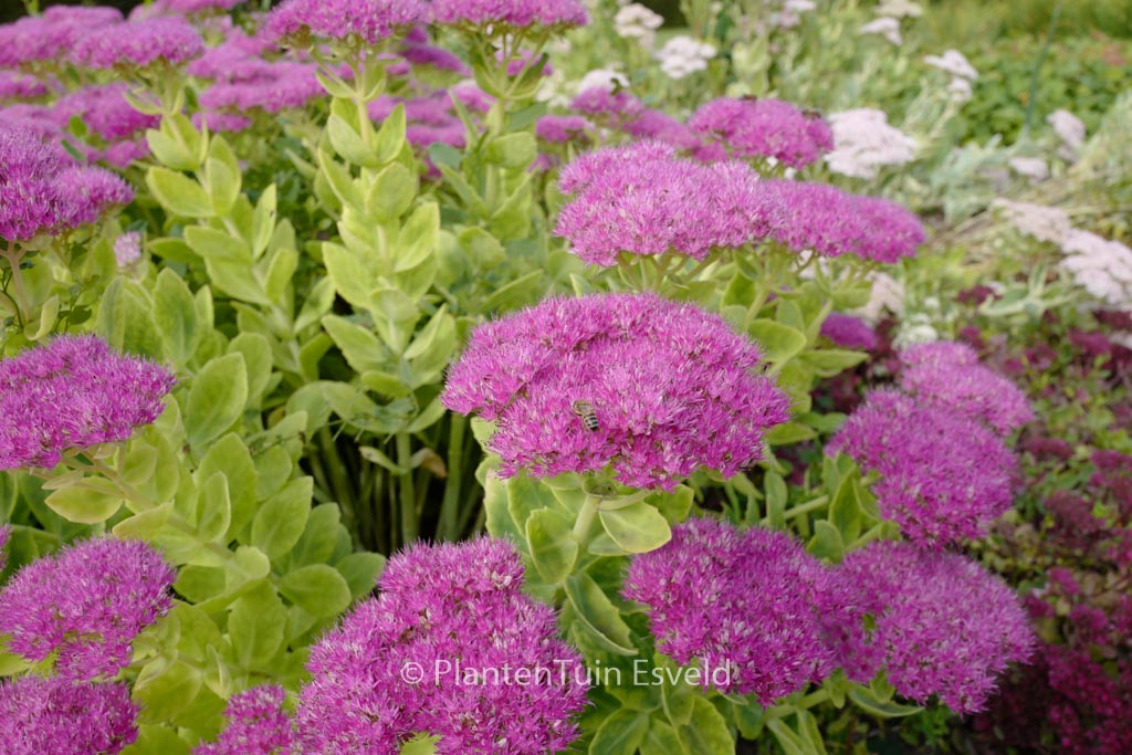 Sedum spectabile ‘Meteor’