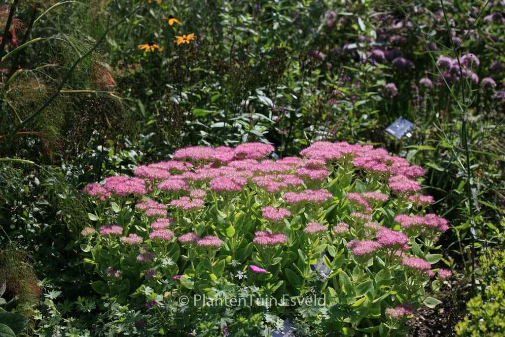 Sedum spectabile ‘Rosenteller’