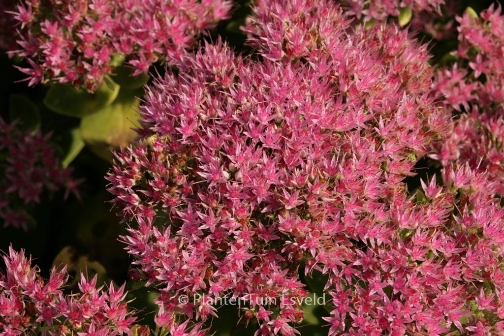 Sedum spectabile ‘Septemberglut’