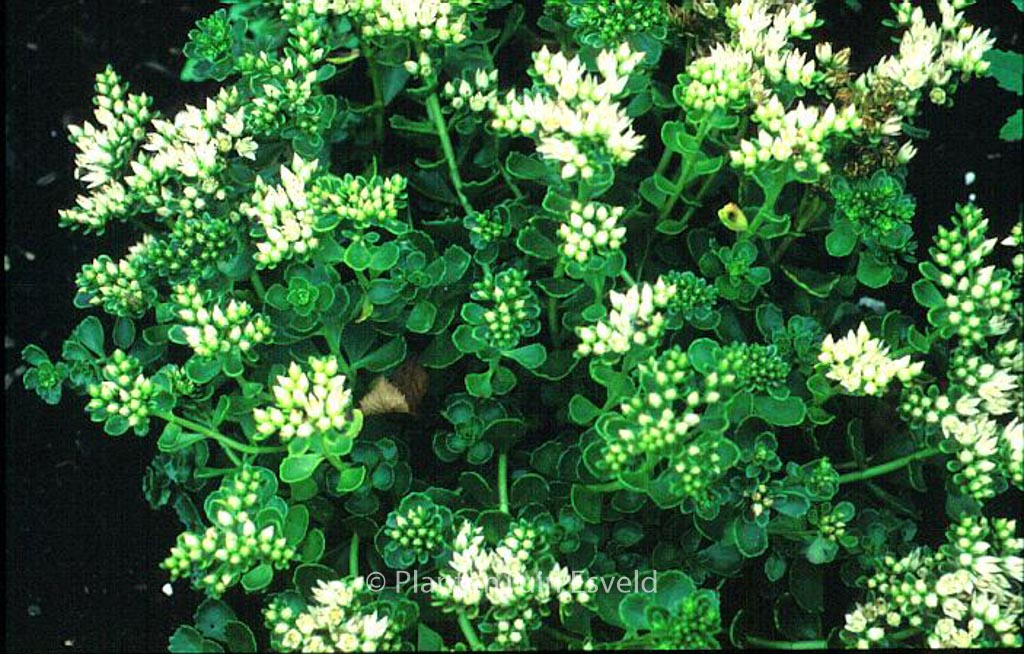 Sedum spurium ‘Album’