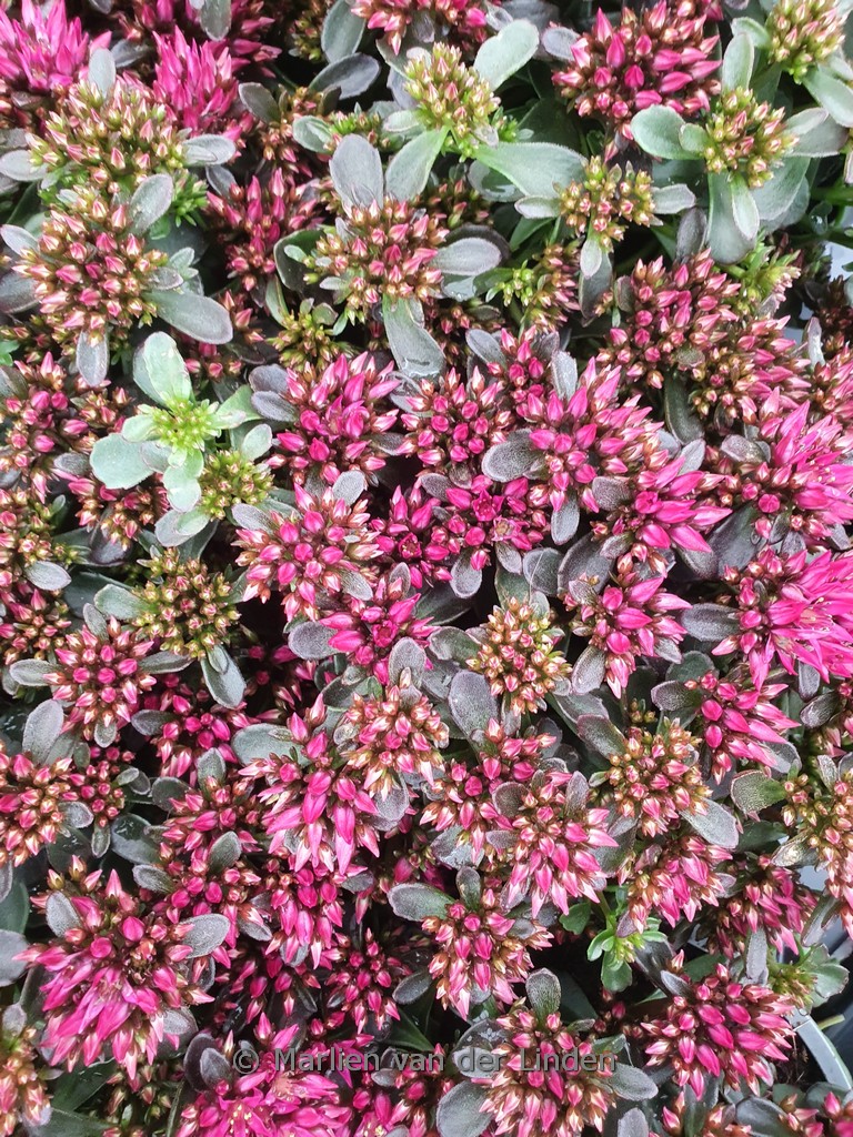 Sedum spurium (SPOT ON) ‘Deep Rose’
