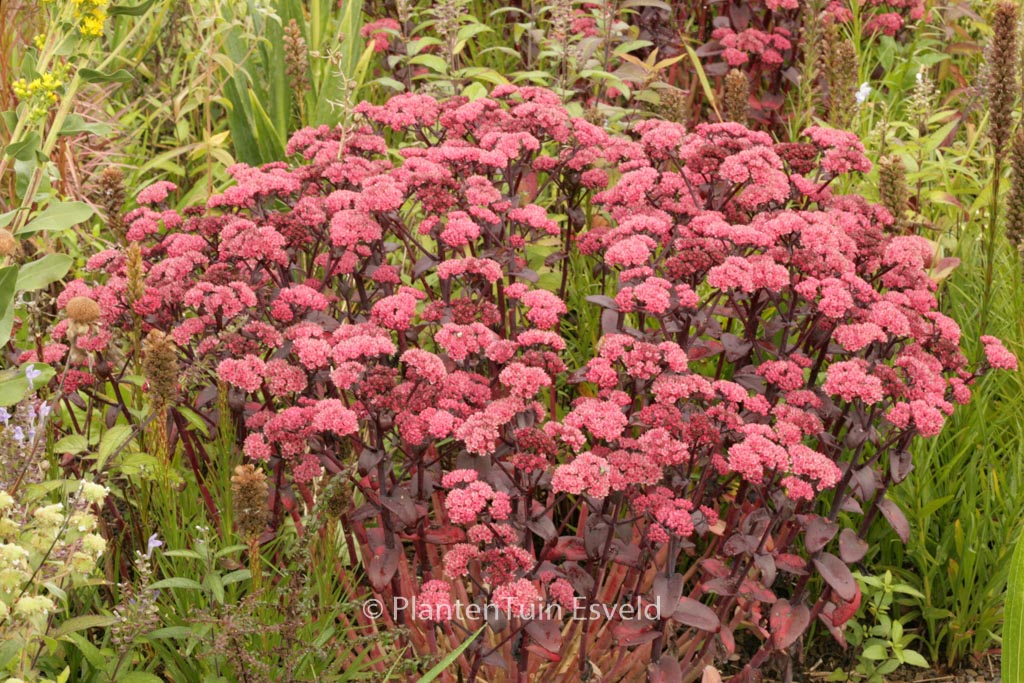 Sedum telephium ‘Karfunkelstein’