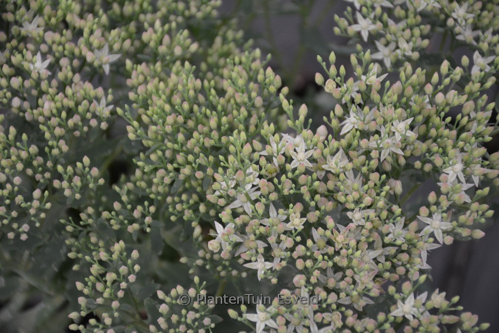 Sedum telephium ‘Thunderhead’