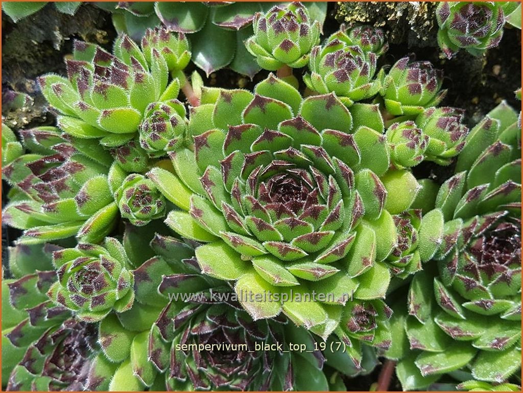 Sempervivum ‘Black Top’