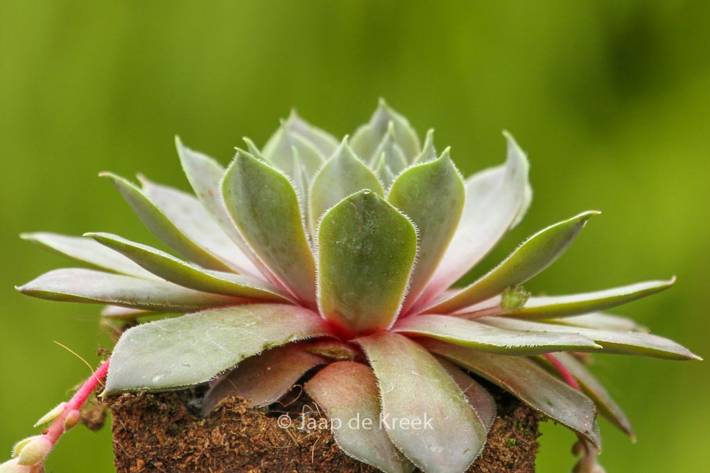 Sempervivum ‘Feldmaier’