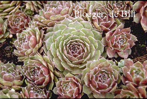 Sempervivum ‘Granat’