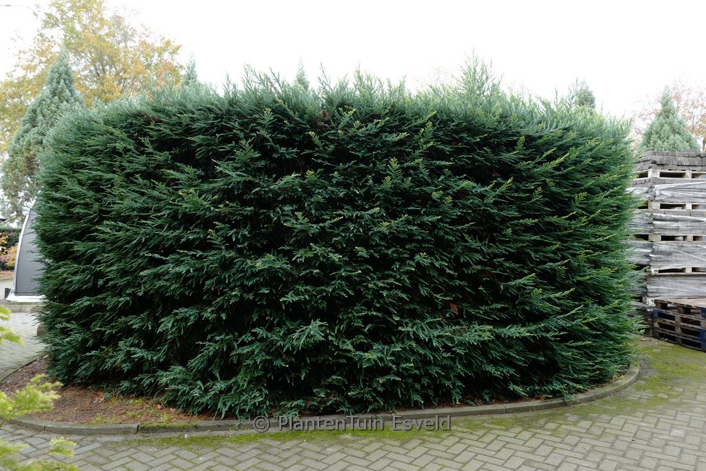 Sequoia sempervirens ‘Adpressa’