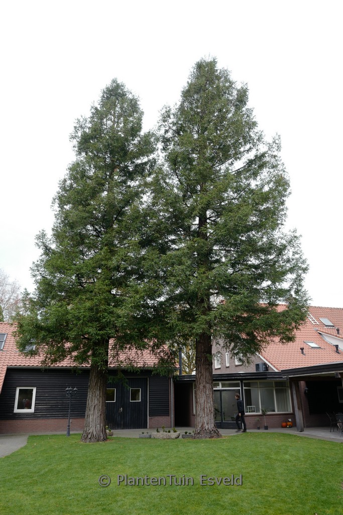 Sequoia sempervirens ‘Martin’