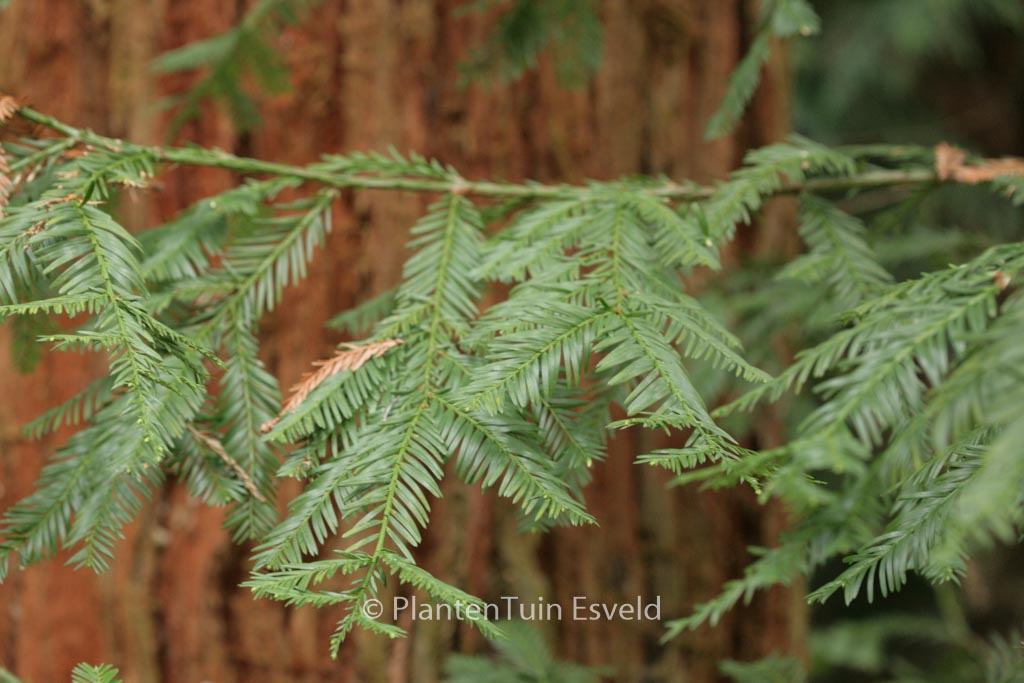 Sequoia sempervirens
