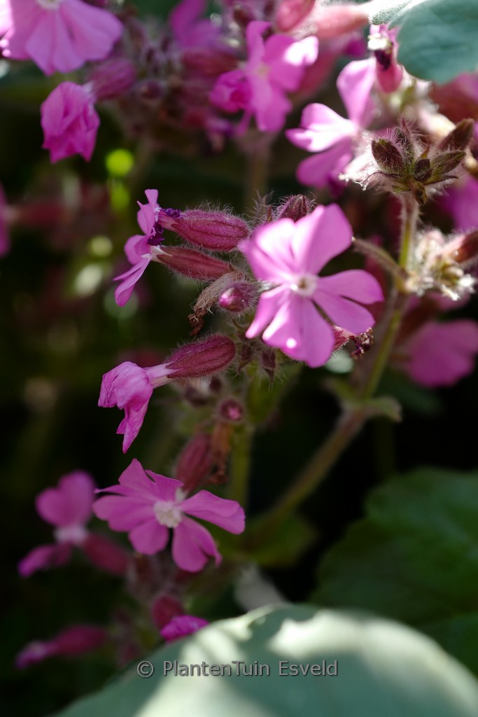 Silene ‘Rolly’s Favorite’