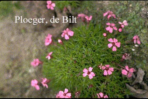 Silene acaulis ‘Floribunda’