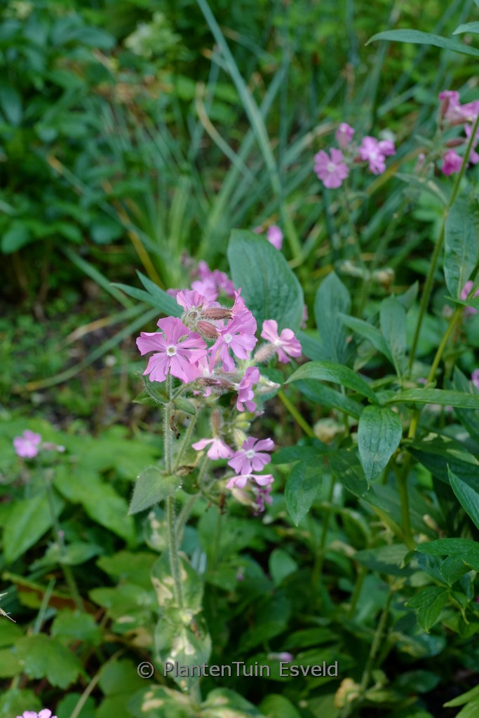 Silene dioica ‘Minikin’