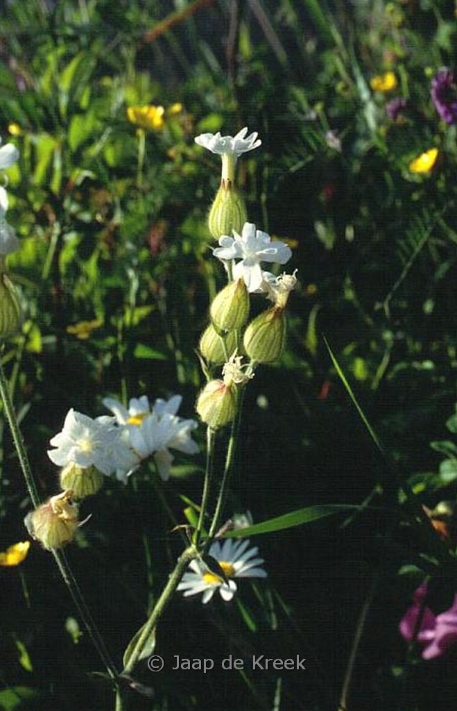 Silene latifolia subsp. alba