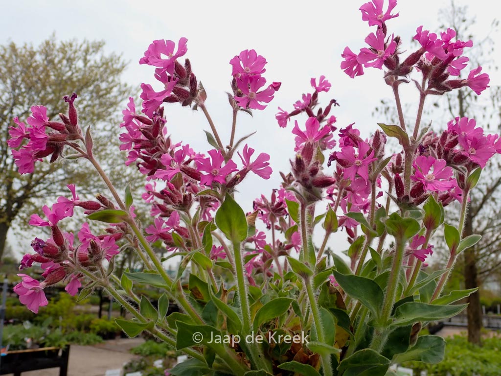 Silene rupestris ‘Rollies Favorite’