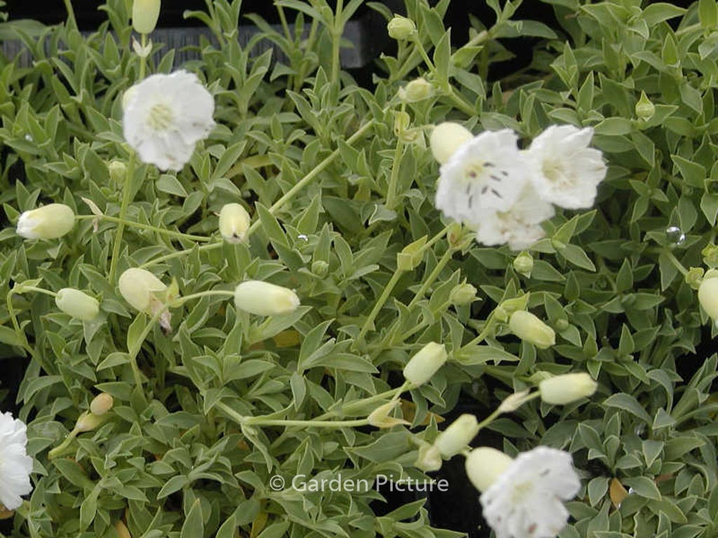 Silene uniflora ‘Weisskehlchen’