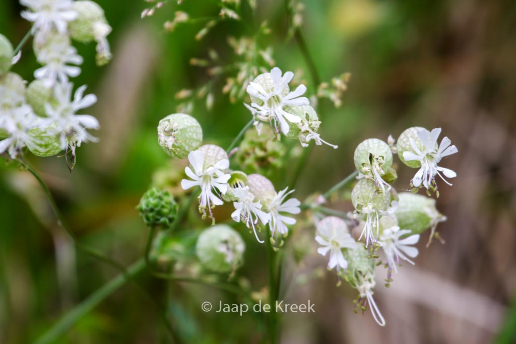 Silene vulgaris