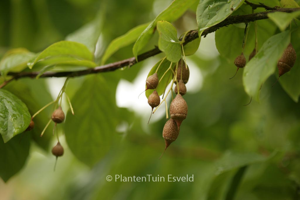 Sinojackia xylocarpa