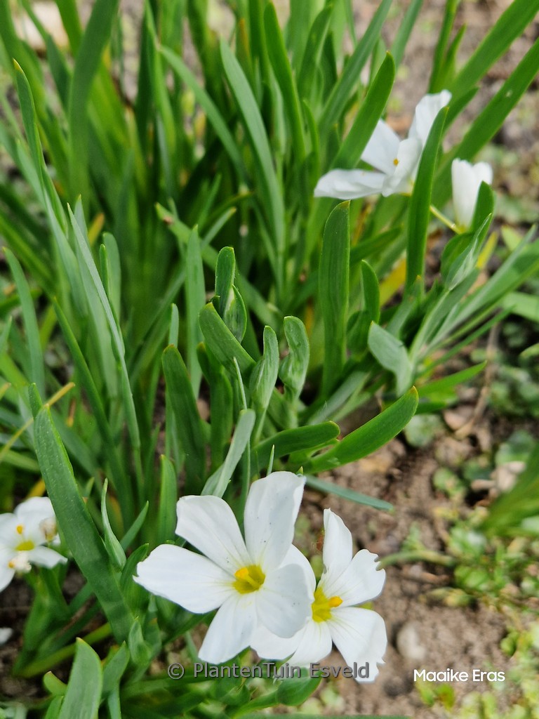 Sisyrinchium ‘Iceberg’