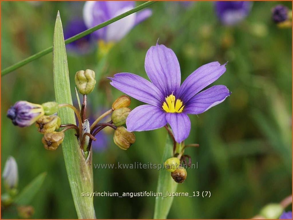Sisyrinchium angustifolium ‘Lucerne’