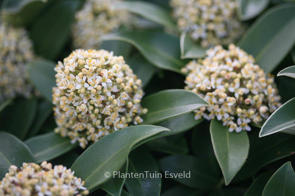 Skimmia japonica ‘Fragrant Cloud’