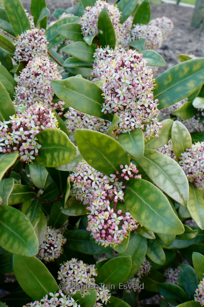 Skimmia japonica ‘Rubella’