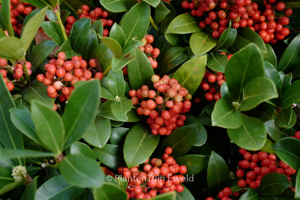 Skimmia japonica ‘Temptation’