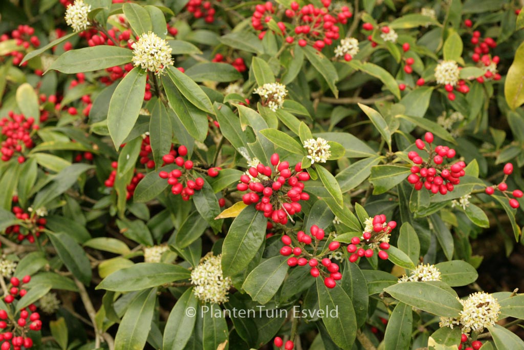 Skimmia japonica subsp. reevesiana