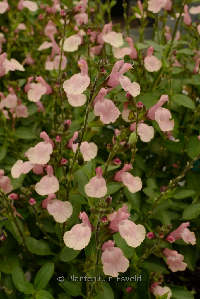 Slavia jamensis ‘Kolmarigra’ (Magical Rio Grande)