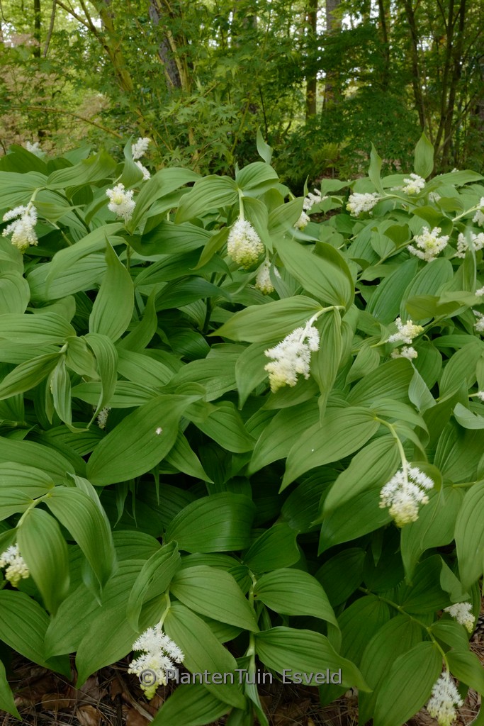 Smilacina japonica