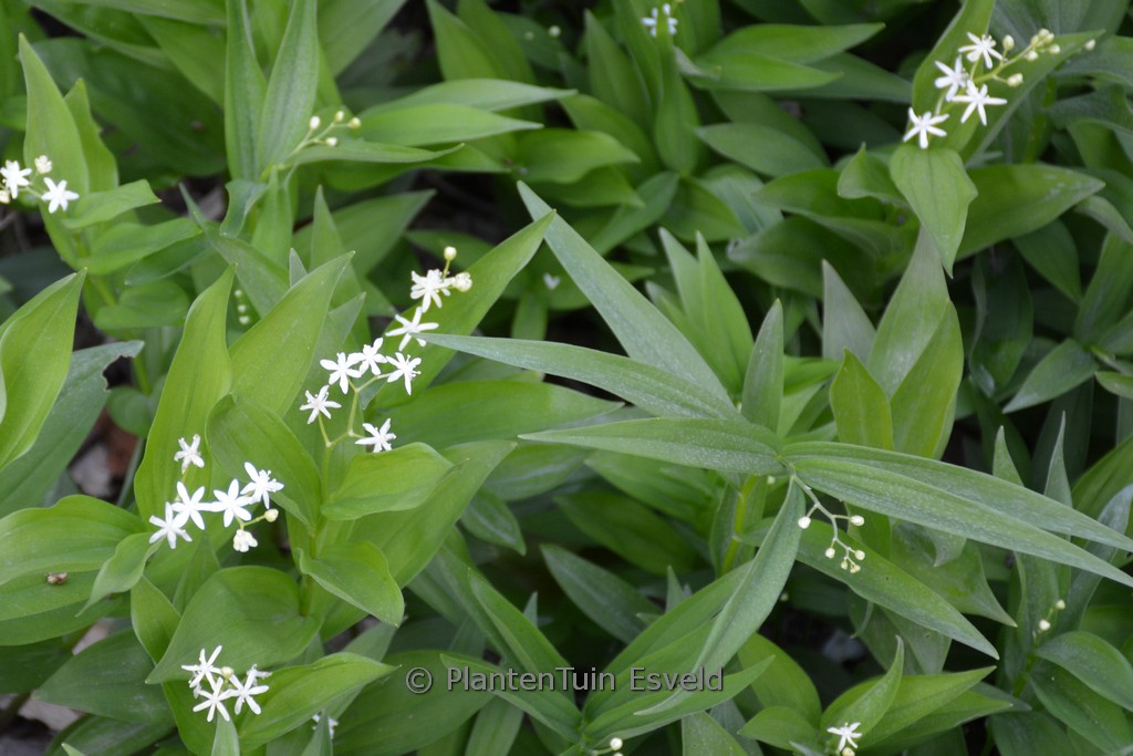 Smilacina stellata