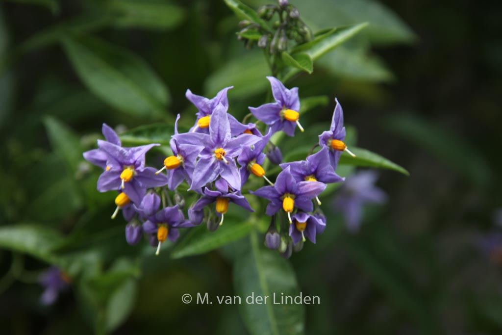 Solanum crispum ‘Glasnevin’